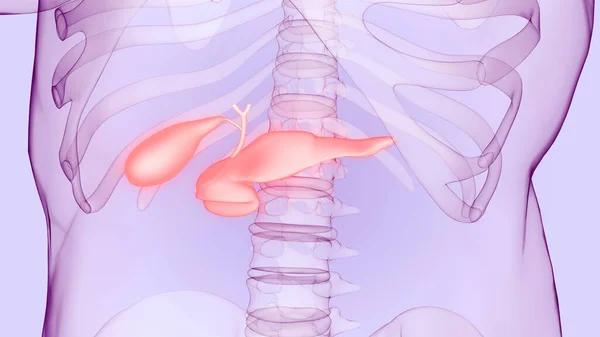 Anatomi Organ Pancreas Internal Manusia — Stok Foto
