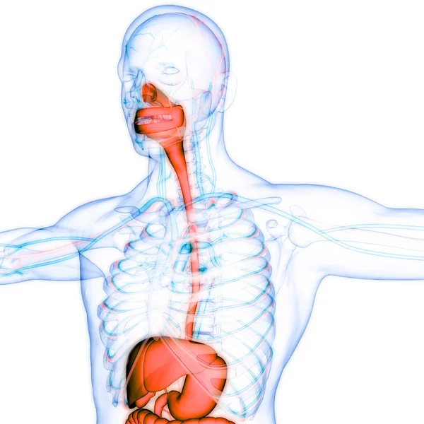 Sistem Pernapasan Manusia Larynx Dan Pharynx Anatomi — Stok Foto
