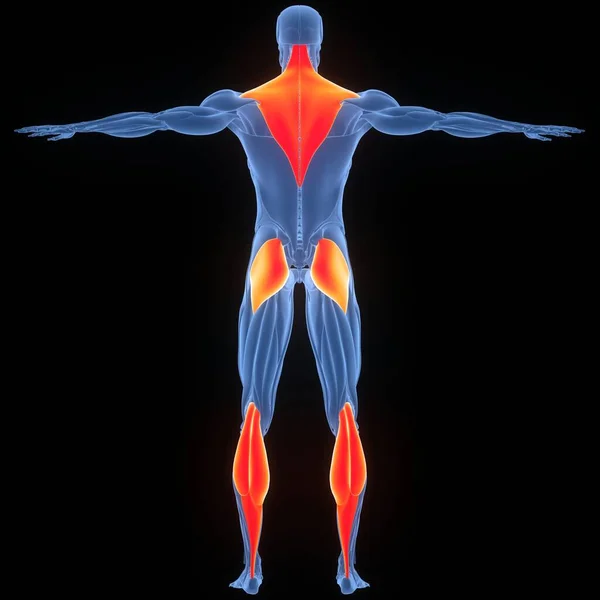 人間の筋肉系の筋肉の解剖学 — ストック写真