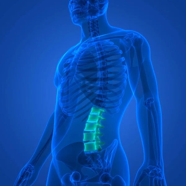 Spinal Cord Vertebral Column Human Skeleton System Anatomy — Stock Photo, Image