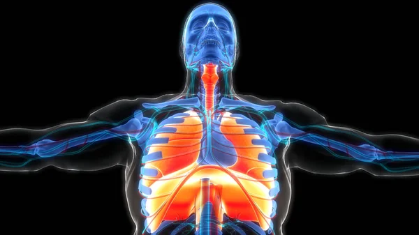 Human Respiratory System Lungs Anatomy — стокове фото