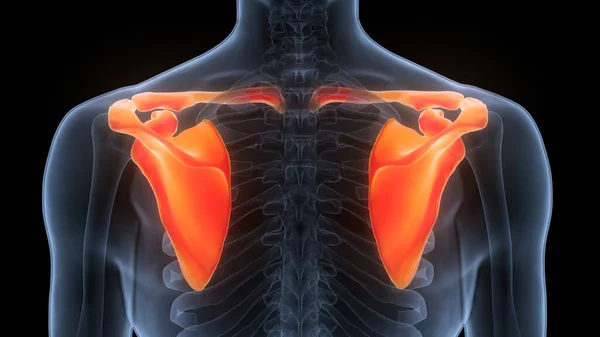 Nsan Iskelet Sistemi Göğüs Korsesi Eklemleri Anatomisi Boyut — Stok fotoğraf