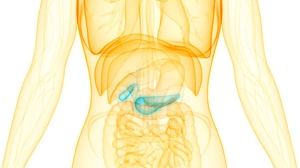 Människans Inre Organ Bukspottkörtel Anatomi Tredimensionell — Stockfoto