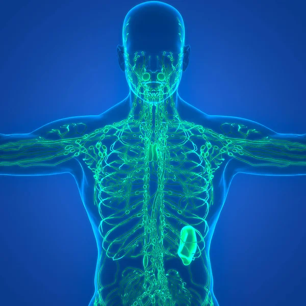 Lmph Nodes Anatomy — 스톡 사진