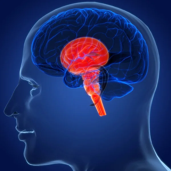 Human Central Nervous System Head Anatomy — Zdjęcie stockowe