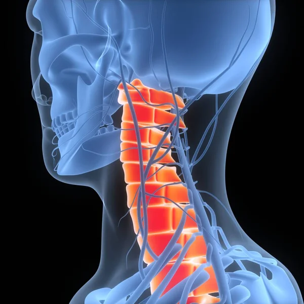 Spinal cord Anatomy (Cervical vertebrae). 3D - Illustration
