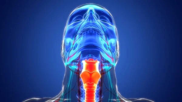 Ανθρώπινο Αναπνευστικό Σύστημα Larynx Και Pharynx Anatomy — Φωτογραφία Αρχείου