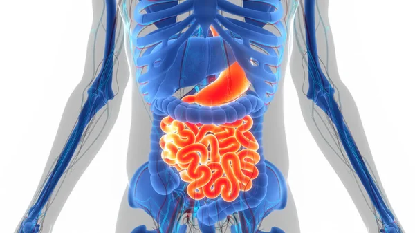 Anatomía Del Sistema Digestivo Humano —  Fotos de Stock