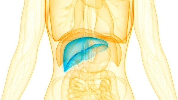 Organe Digestif Interne Humain Anatomie Foie — Photo