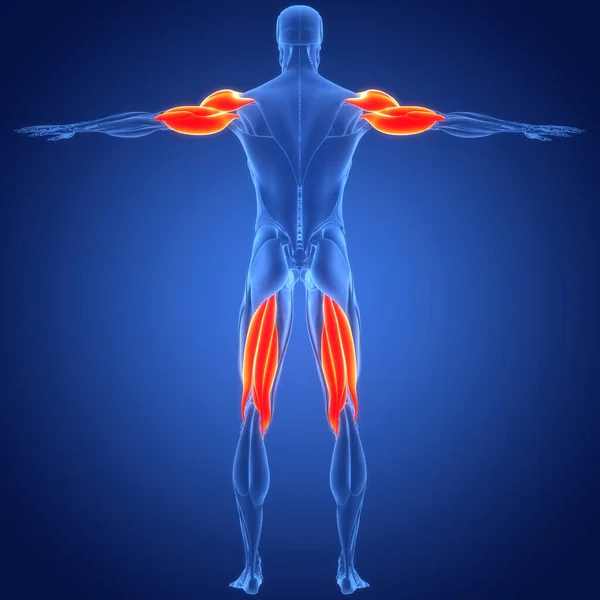 Human Muscular System Muscles Anatomy — Stock Photo, Image