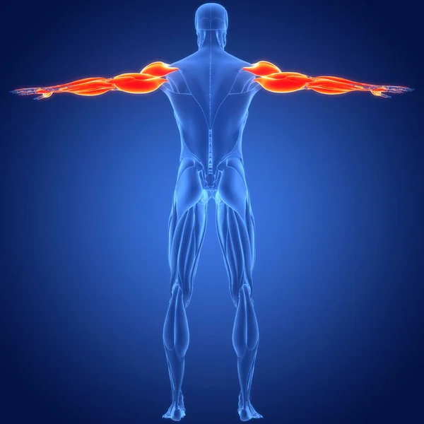 Anatomía Los Músculos Del Sistema Muscular Humano — Foto de Stock