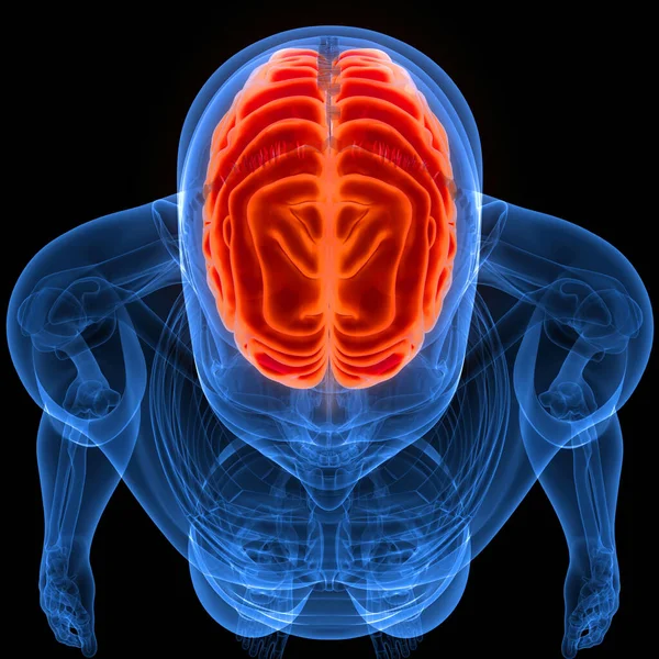 Anatomia Mózgu Ludzkiego Centralnego Układu Nerwowego — Zdjęcie stockowe