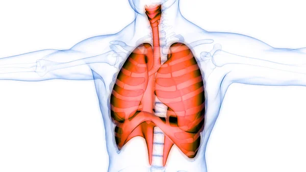 Sistema Respiratório Humano Anatomia Pulmonar — Fotografia de Stock