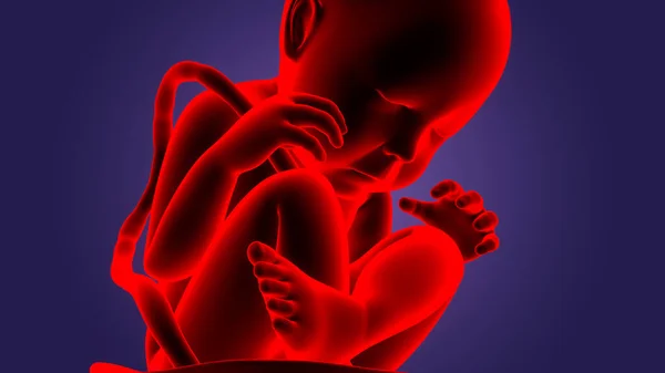 Людина Fetus Baby Womb Anatomy — стокове фото