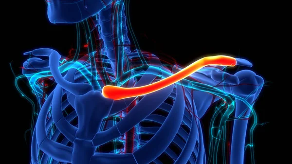 Nsan Iskelet Sistemi Köprücük Kemiği Eklemi Anatomisi Boyut — Stok fotoğraf
