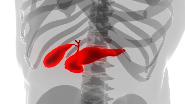 Anatomia Del Pancreas Dell Organo Interno Umano — Foto Stock
