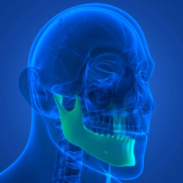 İnsan İskelet Sistemi Kafatası Kemiği Alt Çene Anatomisi. Üç Boyut