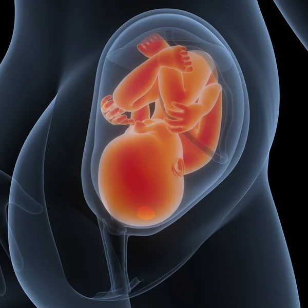 Mänskliga Foster Baby Womb Anatomy Tredimensionell — Stockfoto