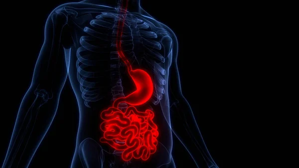 Human Digestive System Anatomy — Stock Photo, Image