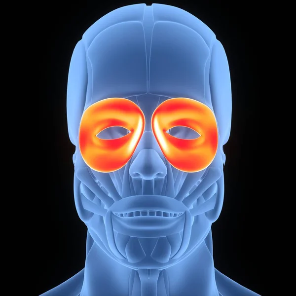 3D Illustration of Human Face Muscles