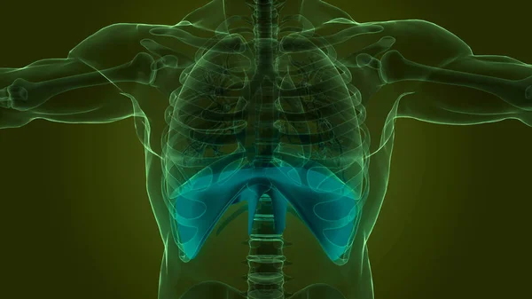 Human  Diaphragm Anatomy. 3D illustration