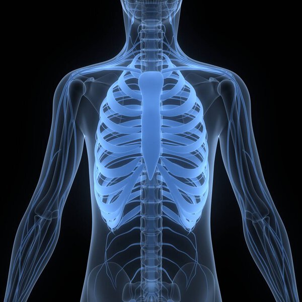 3D иллюстрация костных соединений скелета человека Анатомия