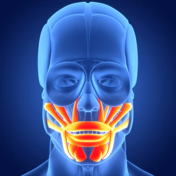 3D Illustration of Human Face Muscles