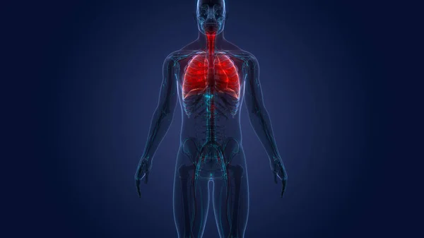 Sistema Respiratório Humano Anatomia Pulmonar — Fotografia de Stock