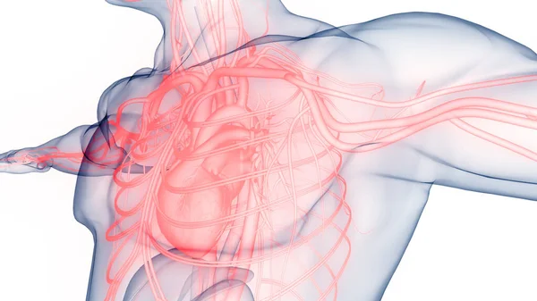 해부학 Human Circulatory System Heart Anatomy — 스톡 사진