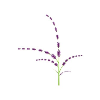 Taze lavanta çiçeği logo vektörü düz tasarım