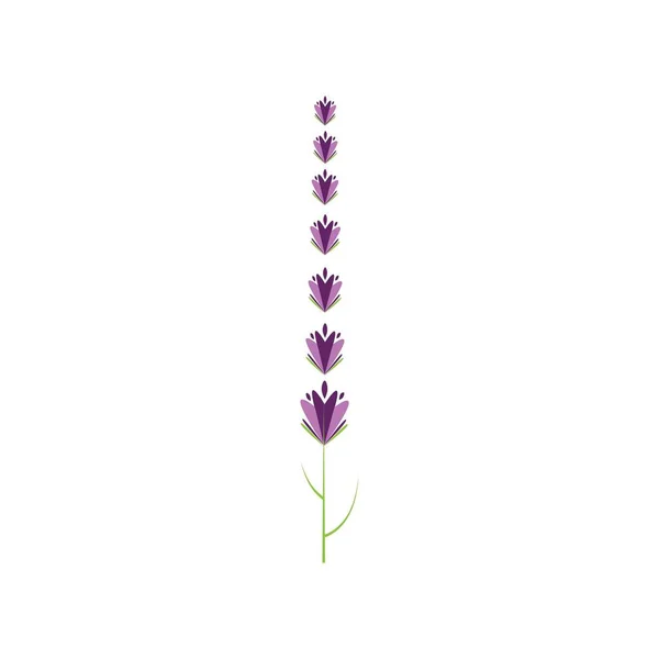 Lavanda Fresca Flor Logotipo Vetor Design Plano —  Vetores de Stock