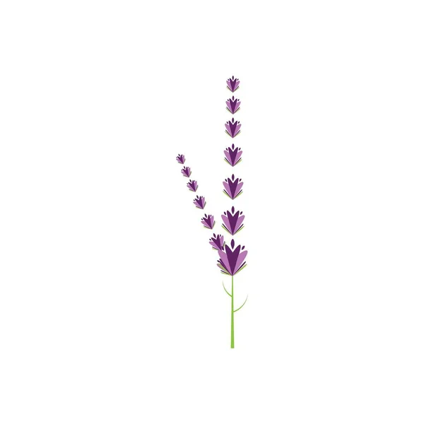 Lavanda Fresca Flor Logotipo Vetor Design Plano —  Vetores de Stock