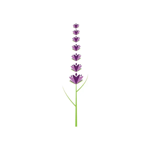 Frische Lavendelblüten Logo Vektor Flaches Design — Stockvektor