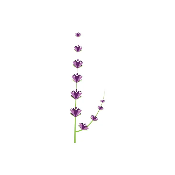 Lavanda Fresca Flor Logotipo Vetor Design Plano —  Vetores de Stock