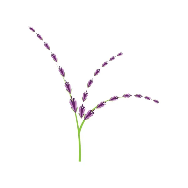 Φρέσκο Λουλούδι Λεβάντα Λογότυπο Διάνυσμα Επίπεδη Σχεδίαση — Διανυσματικό Αρχείο