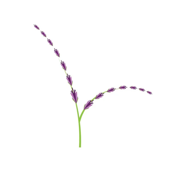 Lavanda Fresca Flor Logotipo Vetor Design Plano — Vetor de Stock