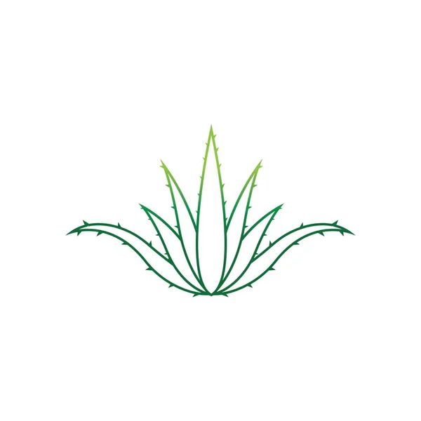 Aloes Vera Logo Wektor Ilustracji Szablon — Wektor stockowy