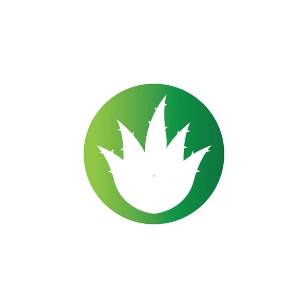 Aloe Vera Logotipo Modelo Ilustração Vetorial — Vetor de Stock