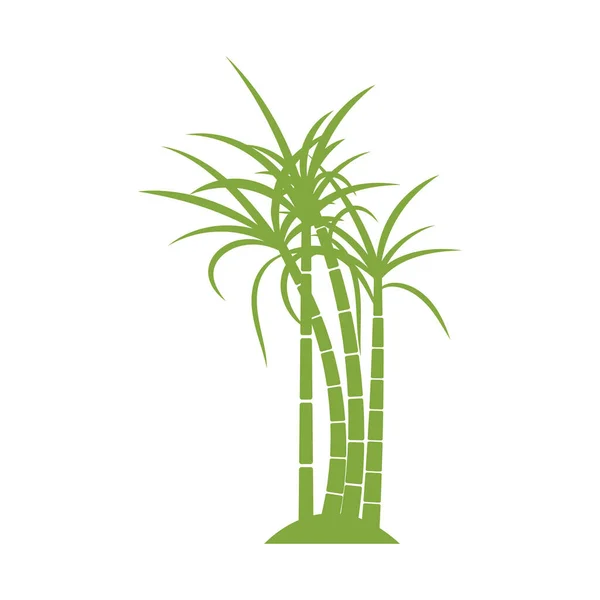 Cukornád Növény Logó Vektor Illusztráció Tervezés — Stock Vector