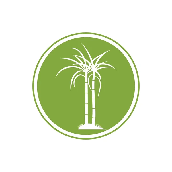Cana Açúcar Planta Logotipo Vetor Ilustração Design — Vetor de Stock