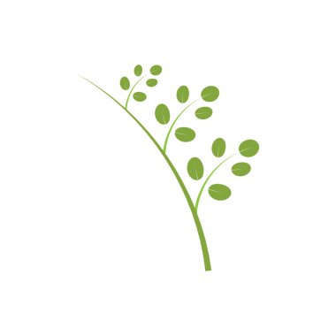 Moringa yaprağı logosu illüstrasyon vektör tasarımı