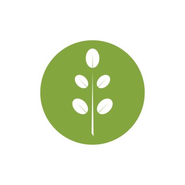 Moringa yaprağı logosu illüstrasyon vektör tasarımı