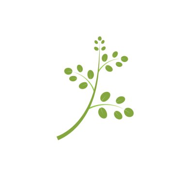 Moringa yaprağı logosu illüstrasyon vektör tasarımı