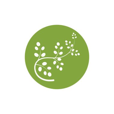 Moringa yaprağı logosu illüstrasyon vektör tasarımı