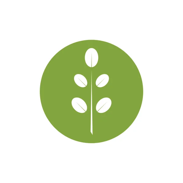 Moringa Blatt Logo Illustration Vektordesign — Stockvektor