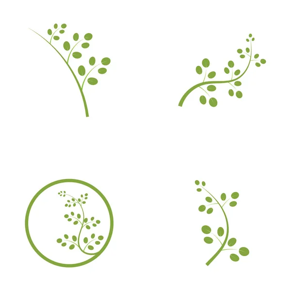 Moringa Feuille Logo Illustration Vectoriel Design — Image vectorielle