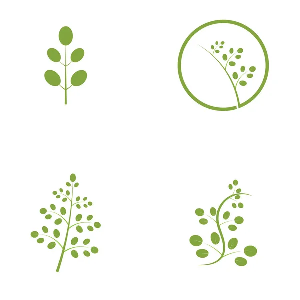 Moringa Feuille Logo Illustration Vectoriel Design — Image vectorielle
