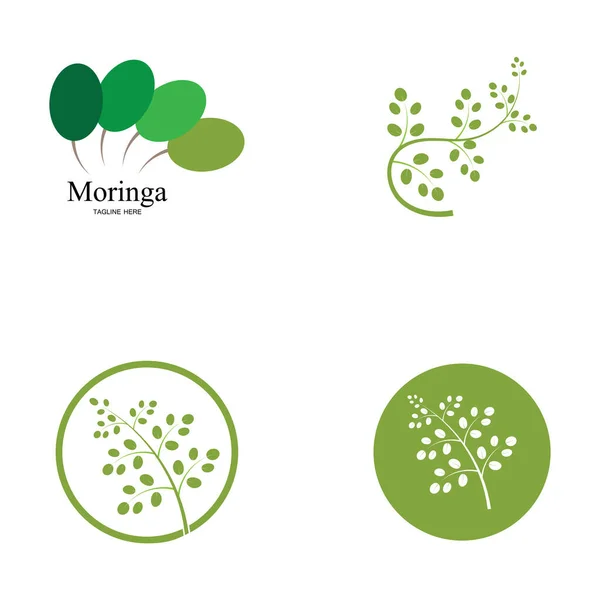 Moringa Blatt Logo Illustration Vektordesign — Stockvektor