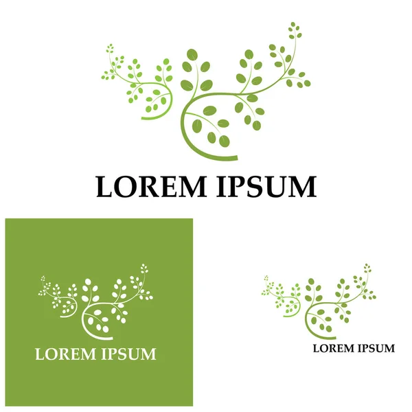 Moringa Leaf Logo Illustration Vector Design — Stock Vector