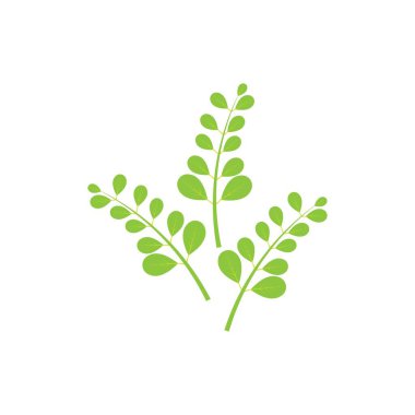 Moringa yaprağı logosu illüstrasyon vektör tasarımı